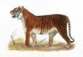 /album/hagamos-algo/tigre-de-bali-jpg/
